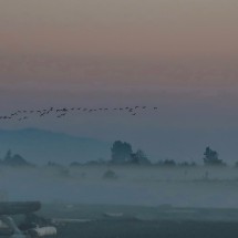 Flying birds early in the morning